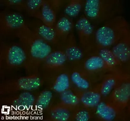 Novus Biologicals NB100-304, 3 of 3