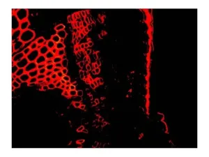 Leica DM6 B Upright Fluorescence Microscope with Motorized Components and Advanced Imaging, 8 of 19