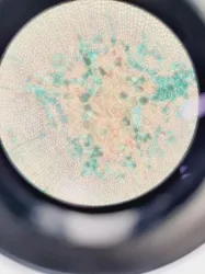 Optika XDS-2 Inverted Microscope with Objectives, 27 of 31