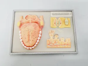 Philip Harris Human Anatomy Models for Educational and Medical Training, 6 of 13