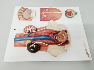 Philip Harris Human Anatomy Models for Educational and Medical Training, 3 of 13