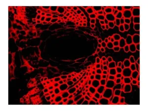 Leica DM6 B Upright LED Fluorescence Microscope with Motorized Stage for Advanced Research, 14 of 16