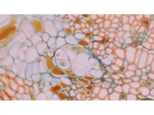 Olympus BX63 Upright Fluorescence Motorized Microscope BX63F with New Fluorescence Filters, 17 of 61