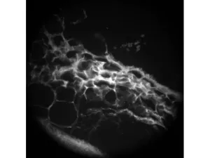 Andor Zyla 5.5 sCMOS Monochrome Scientific Microscope Camera with USB3.0 Interface, 4 of 9