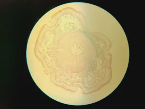 Nikon Inverted Microscope for Advanced Cell Imaging and Fluorescence Analysis, 21 of 37