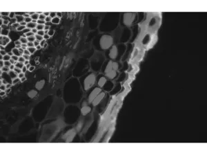 Zeiss Axiocam 702 High-Speed Monochrome CMOS Microscope Camera, 5 of 14
