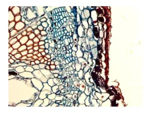 Leica DM6 B Upright Fluorescence Microscope with Motorized Components and Advanced Imaging, 7 of 19