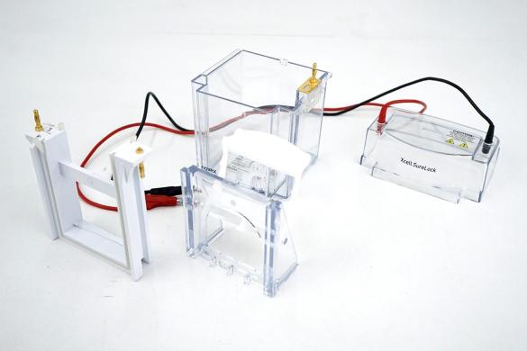 Invitrogen XCell SureLock Mini-Cell NuPAGE Mini Gel Electrophoresis System, 8 × 8 cm-cover