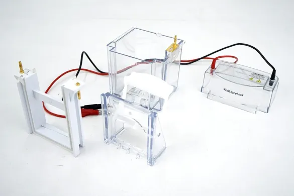 Invitrogen XCell SureLock Mini-Cell Vertical Gel Electrophoresis System for 8 × 8 cm NuPAGE Mini Gels