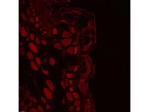 Leica DMi8 Stellaris 5 Confocal Laser Scanning Fluorescence Microscope System with Adaptive Focus Control Module, 14 of 44