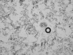 Invitrogen Countess II FL Automated Fluorescence Cell Counter with Brightfield and Dual Fluorescence Channels, 8 of 11