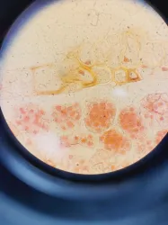 Zeiss Axiophot Fluorescence Microscope, 21 of 29