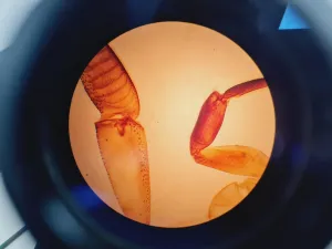 Prior PL012 Binocular Microscope with 4 Objectives, 17 of 18