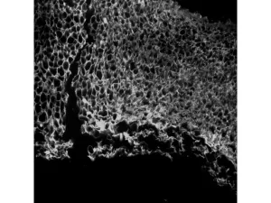 Thermo Scientific CellInsight CX7 LZR Pro High Content Confocal Analysis Platform, 9 of 24