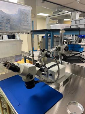 Luxo Stereo Microscope with Schott ACE 1 Illumination and Binocular Eyepieces-cover