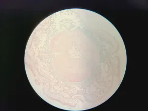 Nikon Inverted Microscope for Advanced Cell Imaging and Fluorescence Analysis, 36 of 37