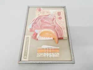 Philip Harris Human Anatomy Models for Educational and Medical Training, 13 of 13