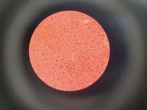 Brunel SP550C Comparison Microscope for Precise Sample Analysis, 13 of 15