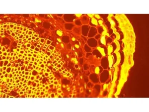 Olympus BX63 Upright Fluorescence Motorized Microscope BX63F with New Fluorescence Filters, 22 of 61