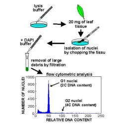 CyFlow® Ploidy Analyser, 2 of 4