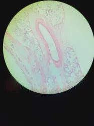 Zeiss Axio Vert.A1 FL Inverted Microscope, 43 of 55