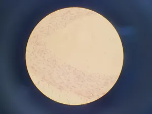 Leica DMIL 090-131-00.1 Inverted Biological Microscope with 3 Objectives, 13 of 15