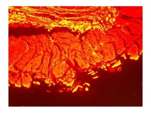 Nikon Eclipse Ti-U Inverted Fluorescence Phase Contrast Microscope with Mechanical Stage and Fluorescence Filters, 9 of 17