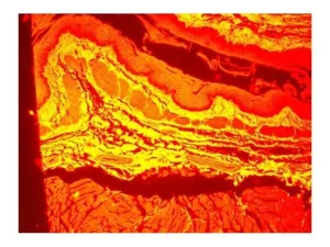 Leica DM6000 Upright Fluorescence Motorized Microscope with Motorized XY Stage, 10 of 18