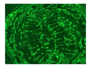 Leica DMi8 Inverted LED Fluorescence Motorized Microscope with Adaptive Focus Control, 23 of 40