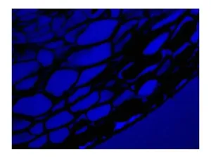 Leica DM6 B Upright LED Fluorescence Microscope with Motorized Stage for Advanced Research, 16 of 16