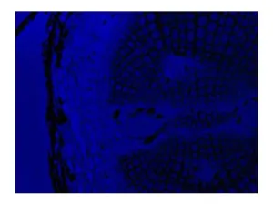 Leica DM6 B Upright Fluorescence Microscope with Motorized Components and Advanced Imaging, 4 of 19