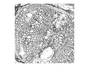 Nikon Ti2-E PFS N-SIM Super-Resolution Inverted Motorized Microscope with Dual Fluorescence Illumination, 35 of 63