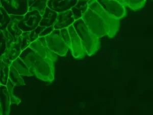 Zeiss AXIO Examiner.Z1 Motorized Upright Fluorescence Microscope with Water Immersion Capability, 14 of 16