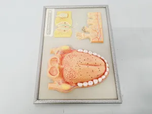Philip Harris Human Anatomy Models for Educational and Medical Training, 7 of 13