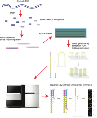 Illumina Solexa-cover