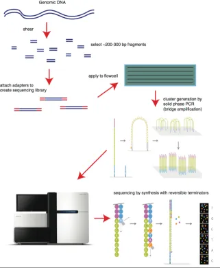 Illumina Solexa