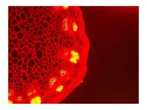 Zeiss AXIO Observer Z1 Inverted Fluorescence Motorized Microscope with Automated XY Stage and Multi-Channel Fluorescence, 13 of 19