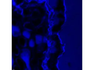 Leica DMi8 Stellaris 5 Confocal Laser Scanning Fluorescence Microscope System with Adaptive Focus Control Module, 20 of 44