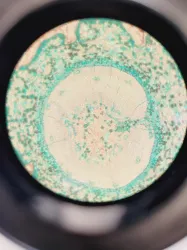 Optika XDS-2 Inverted Microscope with Objectives, 28 of 31