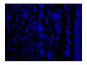 Leica DM6 B Upright Fluorescence Microscope with Motorized Components and Advanced Imaging, 10 of 19