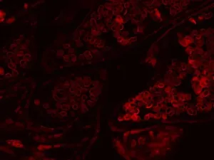 Thermo Scientific CellInsight CX7 LZR High-Content Confocal Analysis Platform with Orbitor RS2 Microplate Mover and Pred Pro, 7 of 24
