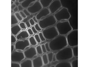 Thermo Scientific CellInsight CX7 LZR Confocal High Content Analysis Platform, 5 of 21