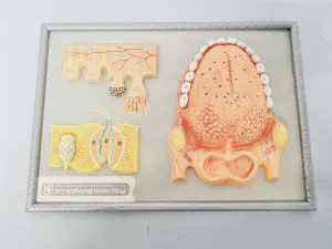 Philip Harris Human Anatomy Models for Educational and Medical Training, 8 of 13