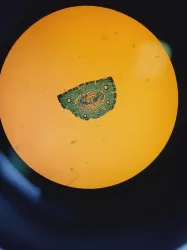 Zeiss PALM MicroBeam Laser Microdissection System with PC and Software, 101 of 109
