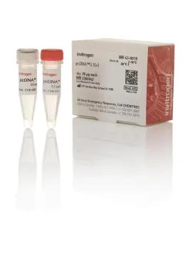 Invitrogen pcDNA3