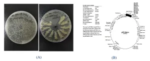 Novagen pET-28a(+), 2 of 2