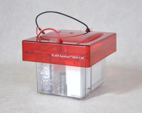 XCell4 SureLock Midi-Cell Vertical Electrophoresis System