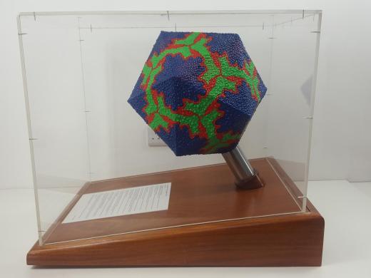 Model Display Replica of Rhinovirus - Common Cold Virus - A.T.O.M.-cover