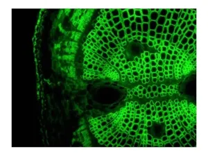 Leica DM6 B Upright Fluorescence Microscope with Motorized Components and Advanced Imaging, 5 of 19