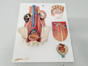 Philip Harris Human Anatomy Models for Educational and Medical Training, 4 of 13